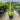 Chamaerops Humilis - Mediterranean Fan Palm 400mm Plant