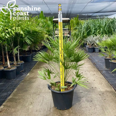 Chamaerops Humilis - Mediterranean Fan Palm 400mm Plant