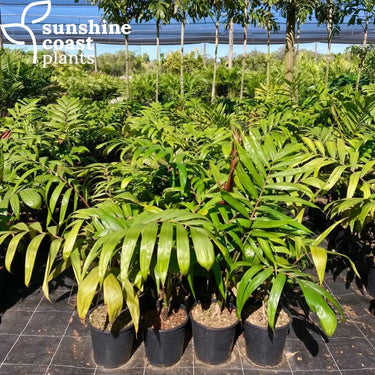 Chambeyronia Macrocarpa - Flame Thrower Palm Plant