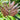 A very attractive easy to grow palm with a spectacular bright red new leaf that stays red for about 10 days