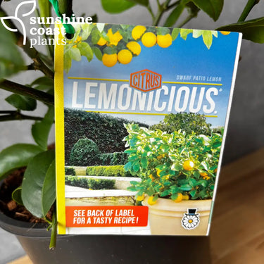 Citrus ’Lemonicious’ - 200mm pot - Plant