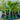 Cocos Nucifera ’Malay Dwarf’ - Dwarf Coconut Palm 90Ltr pot Plant