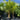 Cocos Nucifera ’Malay Dwarf’ - Dwarf Coconut Palm Plant