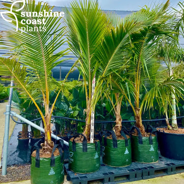 Cocos Nucifera ’Malay Dwarf’ - Dwarf Coconut Palm 90Ltr pot Plant