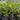 Codiaeum Variegatum - Croton Croton Mad Painter 140mm pot Plant