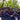 Codiaeum Variegatum - Croton Croton Mammy 140mm pot Plant