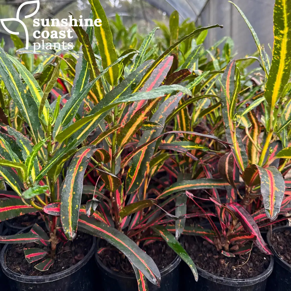 croton mammy australia Codiaeum Variegatum - Croton