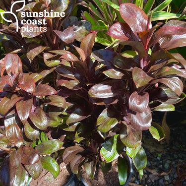 Cordyline ’Dolly Maroon’ 200mm pot Plant