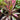 Cordyline ’Flamingo Haze’ 200mm pot