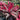 Deep burgundy/green foliage bursting with bright reddy pink new growth