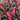 Cherry-red foliage with highlights of pink and deep green and bold blush pink stems