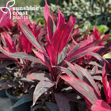 Deep burgundy/green foliage bursting with bright reddy pink new growth
