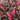 Cherry-red foliage with highlights of pink and deep green and bold blush pink stems