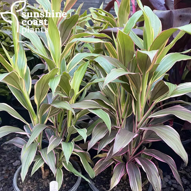 Cordyline ’Katrijin’ 200mm pot Plant