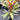 Cordyline ’Kiwi Pride’ 200mm pot Plant