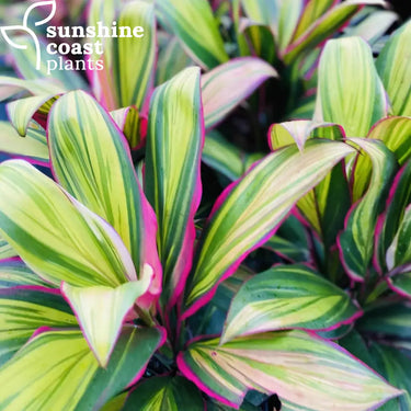 Cordyline ’Kiwi Pride’ 200mm pot Plant