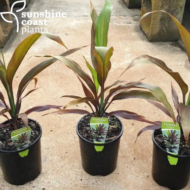 Cordyline Negra 200mm pot Plant