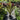 Cordyline New Guinea 200mm pot Plant