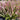 Cordyline New Guinea 250mm pot Plant