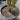 Cordyline New Guinea Plant