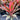 Cordyline Tangelo 200mm pot Plant