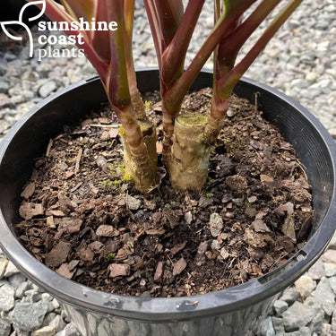 Cordyline Tartan 200mm pot Plant