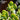Crassula Ovata - Jade Plant 140mm pot Plant