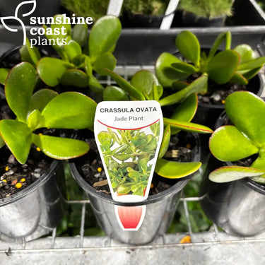 Crassula Ovata - Jade Plant - Plant
