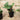 Ctenanthe Burle Marxii - Fishbone Prayer Plant 100mm pot Plant