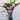 Ctenanthe Grey Star is an evergreen, clumping tropical plant with narrow foliage with unique colouring