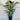 Ctenanthe setosa has large, thick leaves that feature dark green and silvery-gray stripes on the top.