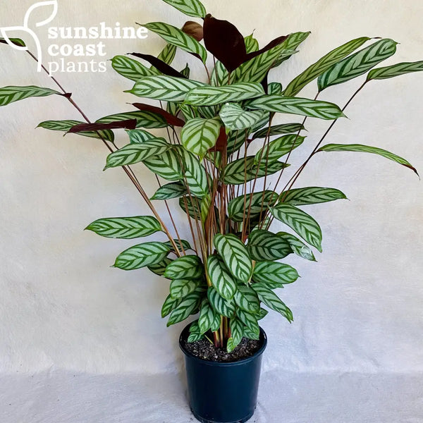 never never plant Ctenanthe Setosa