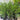 Cupressus leylandii ’Leighton Green’ - Leighton Green Cyprus - 300mm pot/20Ltr bag - Plant