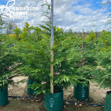 Cupressus ’Leighton Green’ - Leighton Green Cypress 45ltr bag Plant