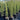 The 'Nitschke's Needles', also known as pencil pine, is a fast growing, upright conifer
