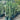 Cupressus Sempervirens ’Nitschke’s Needles’ - Plant