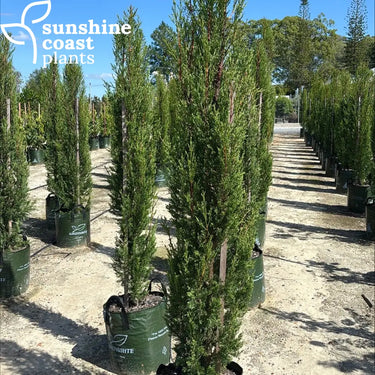 Cupressus Sempervirens ’Nitschke’s Needles’ - Plant