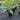 Cyathea Cooperi - Australian Tree Fern 200mm pot Plant