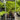 Cyathea Cooperi - Australian Tree Fern Plant