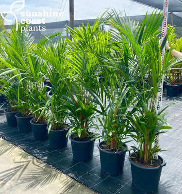 Cyrtostachys Renda - Lipstick Palm 30Ltr Plant