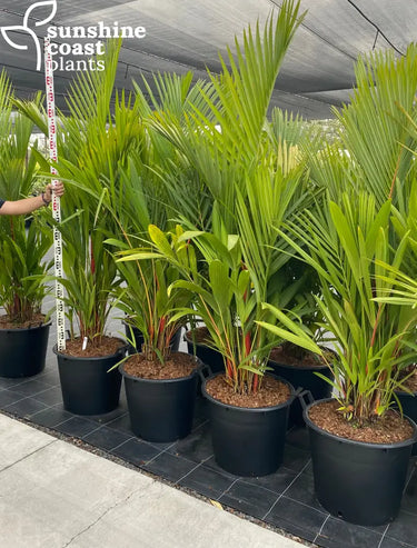 Cyrtostachys Renda - Lipstick Palm Plant
