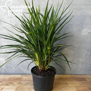 Dianella caerulea ’Little Jess’ - Plant