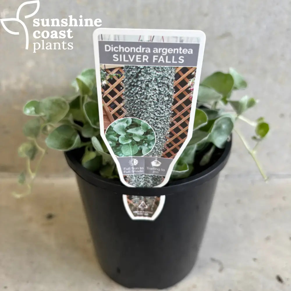 silver falls plant indoors Dichondra Silver Falls