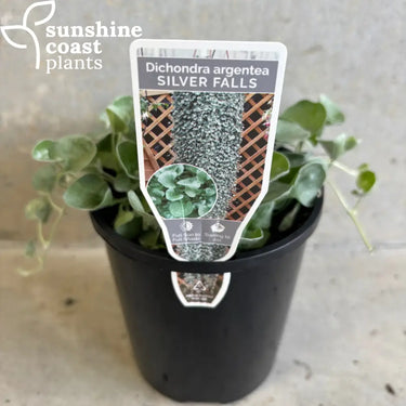 Dichondra Silver Falls 130mm pot Plant