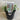 Dichondra Silver Falls 130mm pot Plant