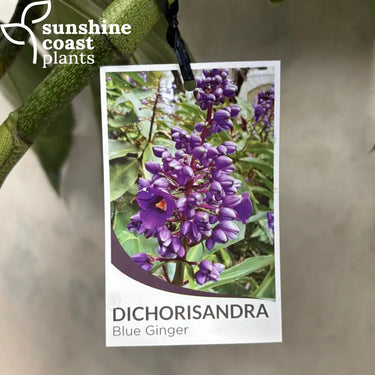 Dichorisandra Thyrsiflora - Blue Ginger 200mm pot Plant