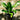 Dracaena ‘Burley’ 200mm pot Plant