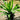 Dracaena ‘Burley’ 300mm pot Plant
