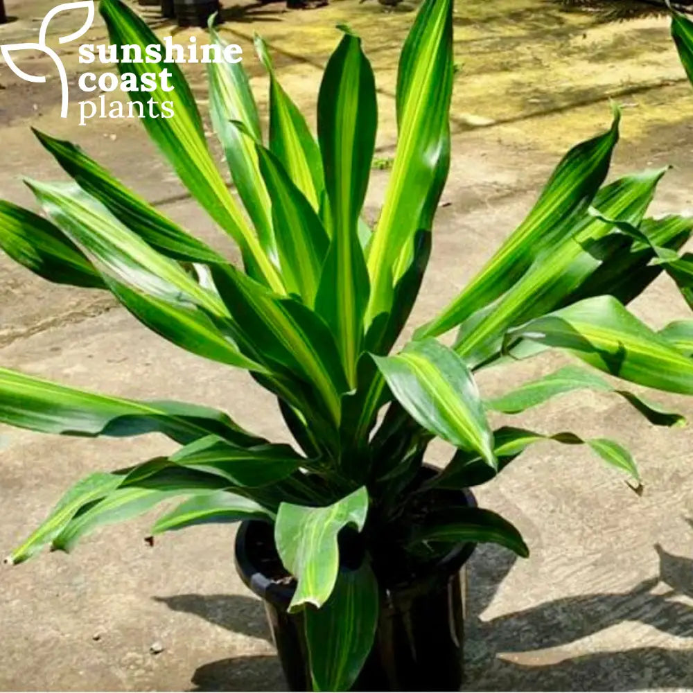 dracaena burley care Dracaena 'Burley'