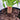 Dracaena draco ‘Dragon Tree’